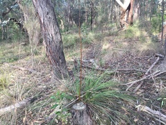 Xanthorrhoea minor