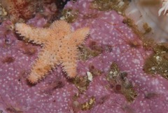 Allostichaster capensis