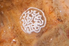 Antiopella longidentata