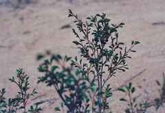 Kotschya strobilantha