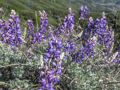 Lupinus adsurgens