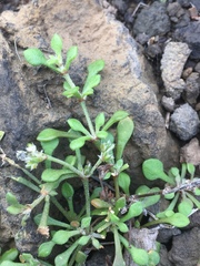 Polycarpaea balfourii