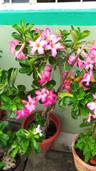 Adenium obesum
