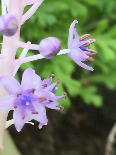 Scilla latifolia image