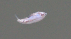Dorosoma cepedianum