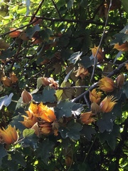 ×chiranthofremontia lenzii