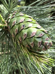 Pinus armandi