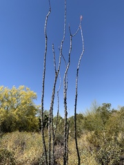 Fouquieria splendens