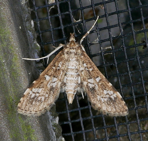 Salvinia Stem Borer Moth