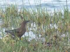 Quiscalus mexicanus