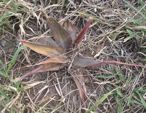 Ledebouria marginata image