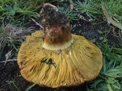 Phylloporus clelandii