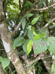 Vincetoxicum oshimae