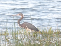 Egretta tricolor