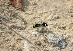 Traumatomutilla indica