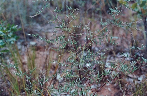 Indigofera setiflora image
