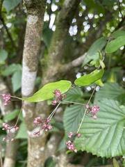 Vincetoxicum oshimae