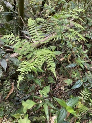 Diplazium kawakamii