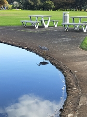 Egretta novaehollandiae novaehollandiae