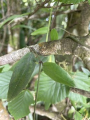 Vincetoxicum oshimae