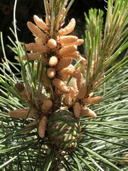 Pinus tabuliformis