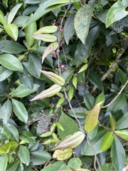 Vincetoxicum oshimae