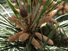 Pinus tabuliformis
