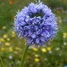 Bluehead Gilia - Photo (c) Cliff Hutson, some rights reserved (CC BY)