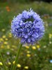 Bluehead Gilia - Photo (c) Cliff Hutson, some rights reserved (CC BY)