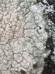 Protoparmeliopsis pinguis