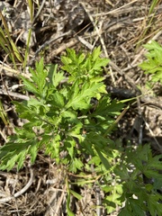 Artemisia princeps