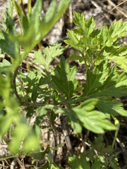 Artemisia princeps