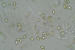 Phylloporus clelandii