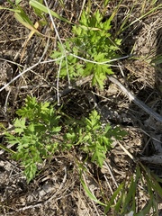 Artemisia princeps