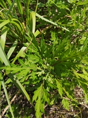 Artemisia princeps