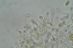 Phylloporus clelandii