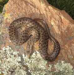 Tachymenis peruviana