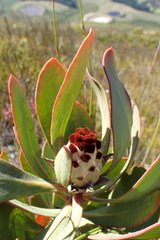 Protea speciosa