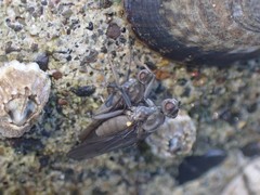 Oedoparena