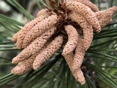 Pinus tabuliformis