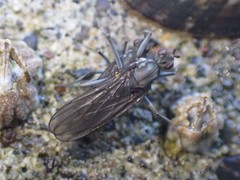 Oedoparena