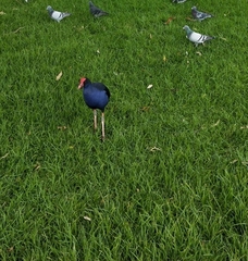 Porphyrio melanotus melanotus