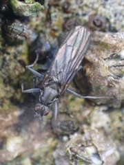 Oedoparena glauca