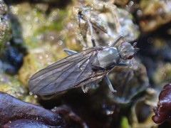 Oedoparena