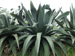 Agave atrovirens