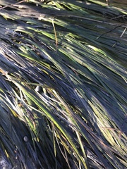 Zostera muelleri