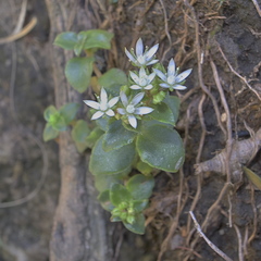 Crassula pellucida alsinoides