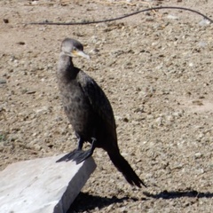 Nannopterum brasilianum