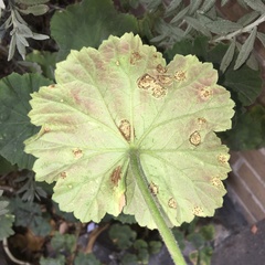Puccinia pelargonii-zonalis