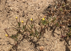 Camissonia contorta
